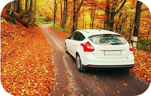 car on a forest path